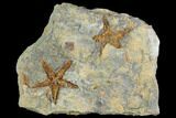 Starfish (Petraster?) Fossil Multiple Plate - Ordovician #100123-1